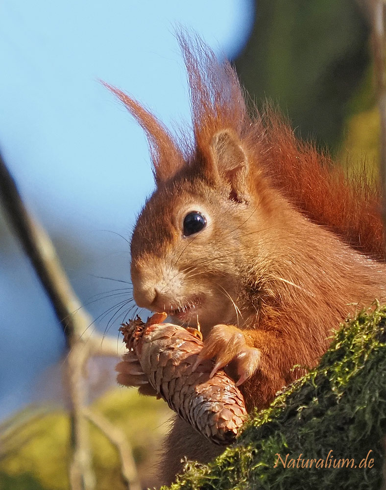 Eichhörnchen, Sciurus vulgaris