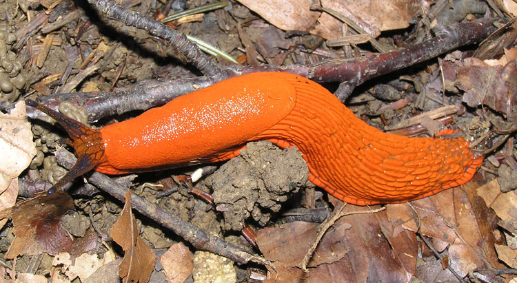 Große Wegschnecke, Arion rufus