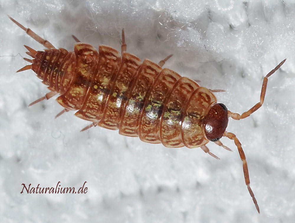 Gestreifte Moosassel, Philoscia muscorum