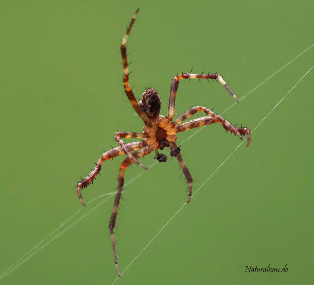 Garten-Kreuzspinne, Araneus diadematus Männchen