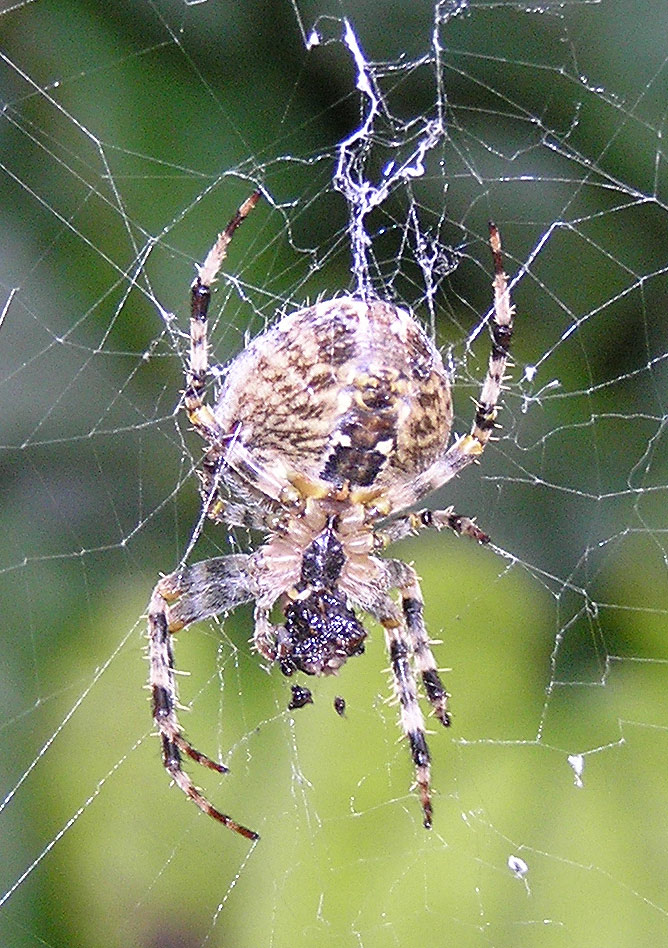 Garten-Kreuzspinne, Araneus diadematus