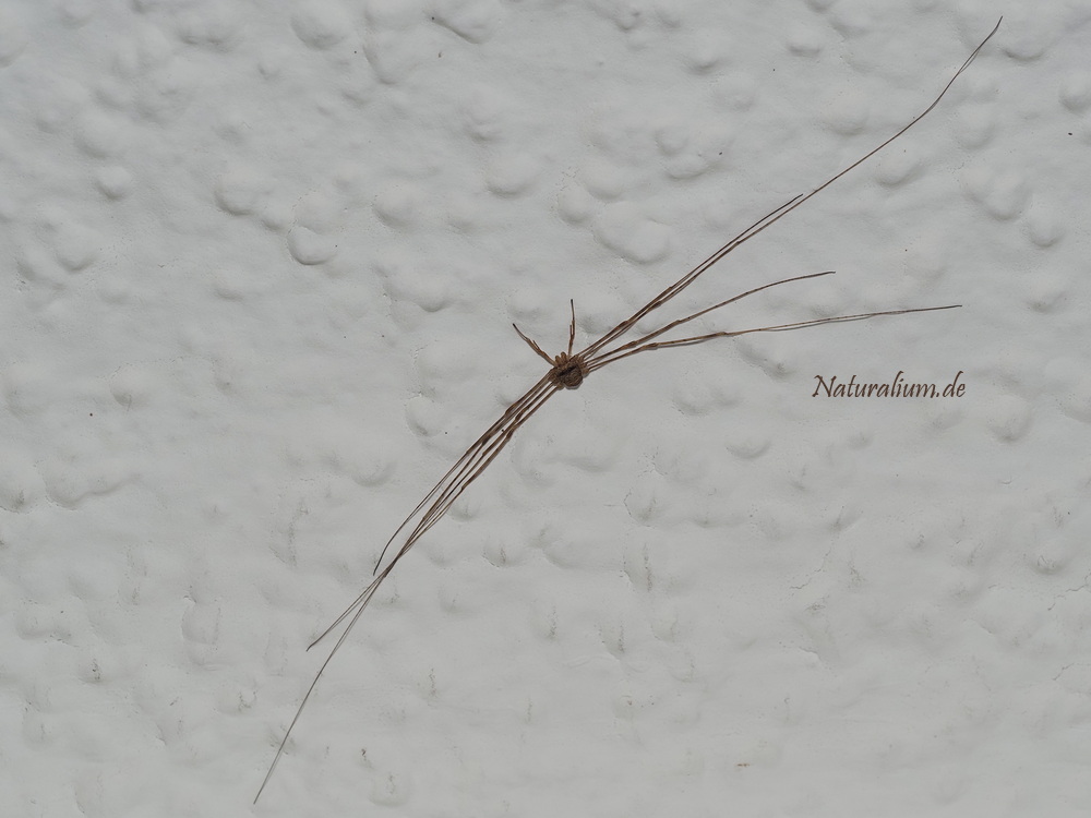 Gabelpalpen-Weberknecht, Dicranopalpus ramosus Gabelpalpen-Weberknecht, Dicranopalpus ramosus