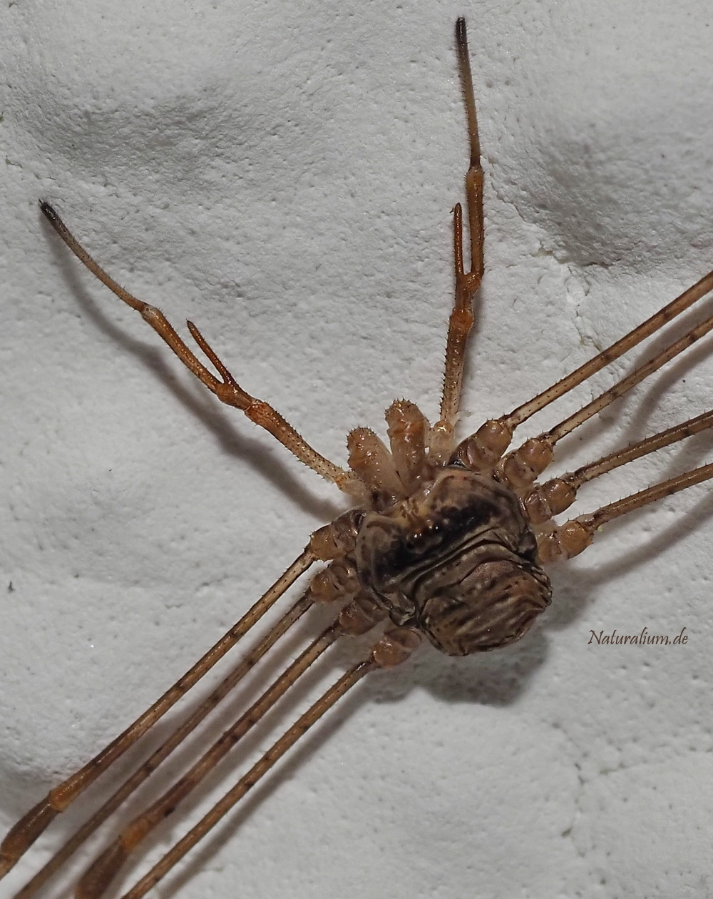 Gabelpalpen-Weberknecht, Dicranopalpus ramosus Gabelpalpen-Weberknecht, Dicranopalpus ramosus