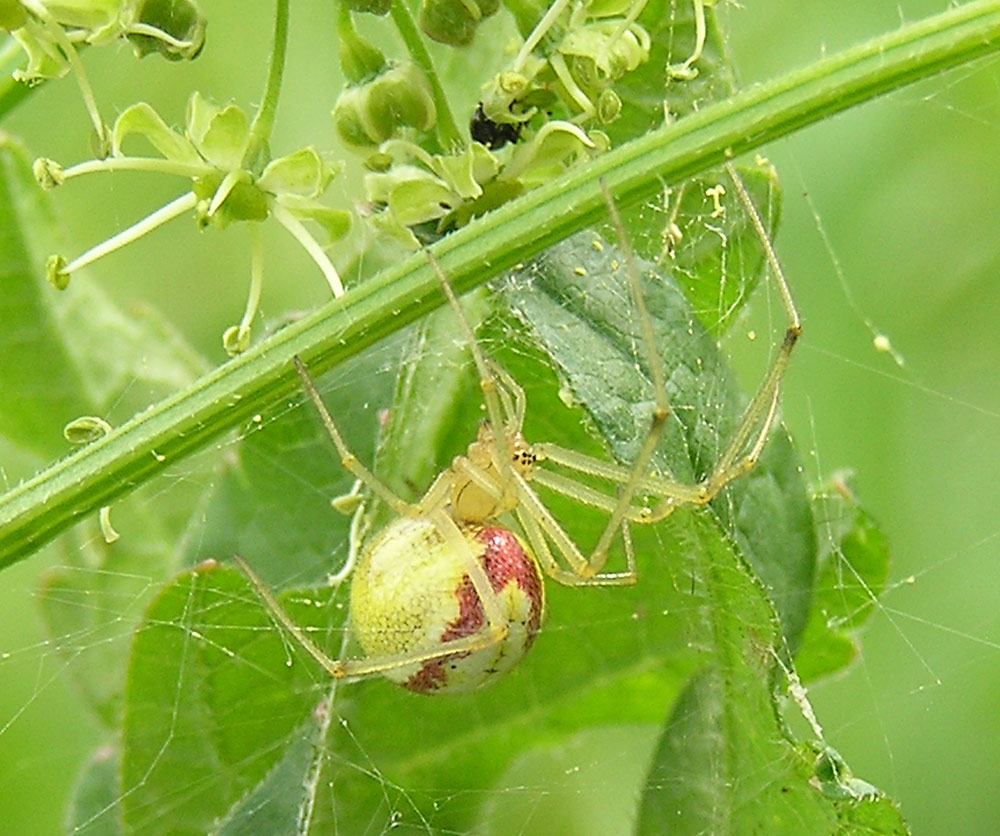 Rotgestreifte Kugelspinne, Enoplognatha ovata Rotgestreifte Kugelspinne, Enoplognatha ovata