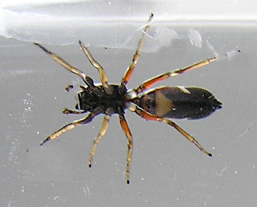 Großer Ameisenspringer, Leptorchestes berolinensis