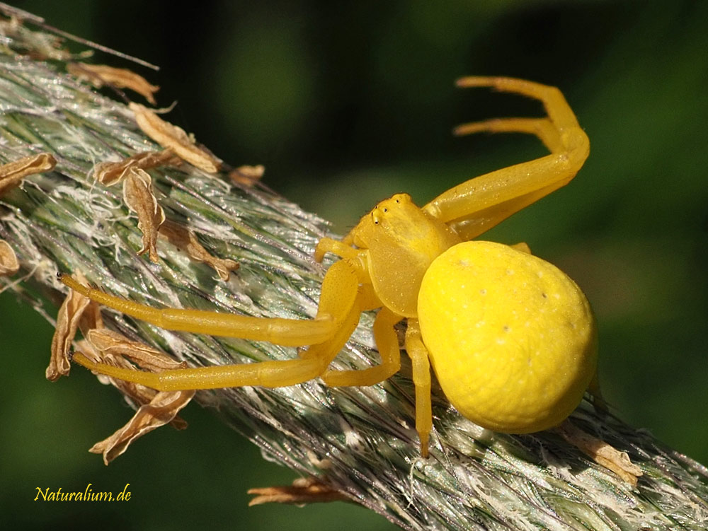 Veränderliche Krabbenspinne, Misumena vatia Veränderliche Krabbenspinne, Misumena vatia