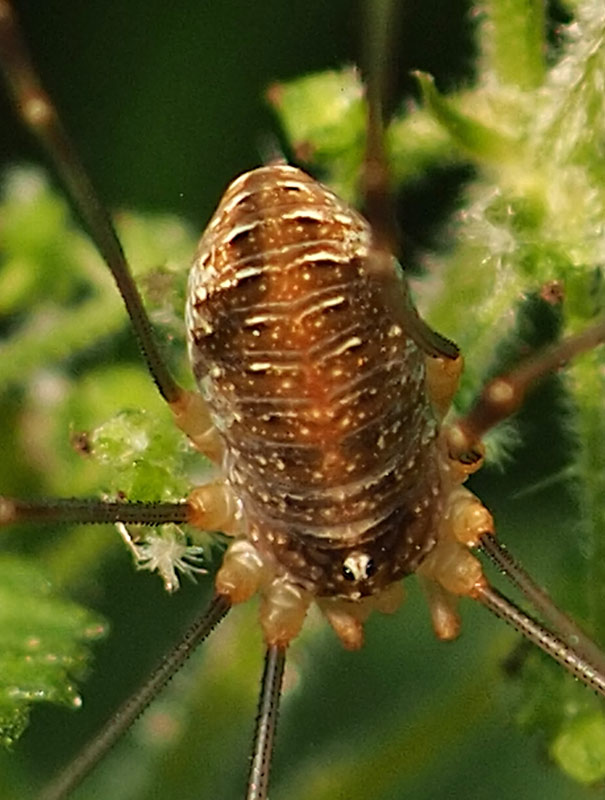 Mittelmeer-Weberknecht, Opilio canestrinii