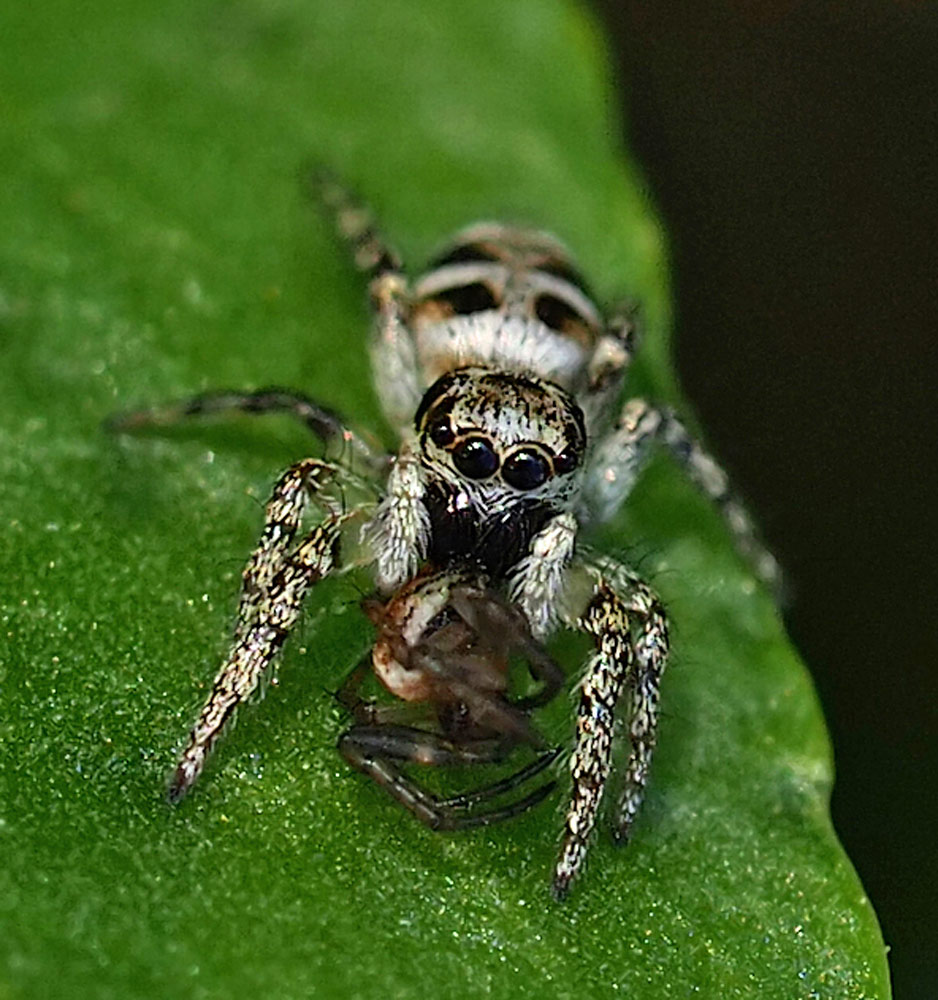 Mauer-Zebraspringspinne, Salticus scenicus