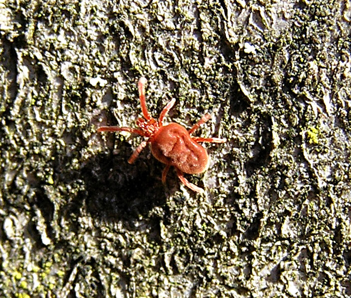 Rote Samtmilbe, Trombidium holosericeum Rote Samtmilbe, Trombidium holosericeum