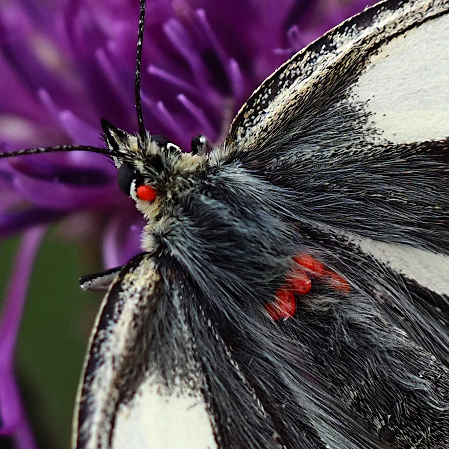 Rote Samtmilbe, Trombidium holosericeum an Schachbrettfalter Rote Samtmilbe, Trombidium holosericeum an Schachbrettfalter