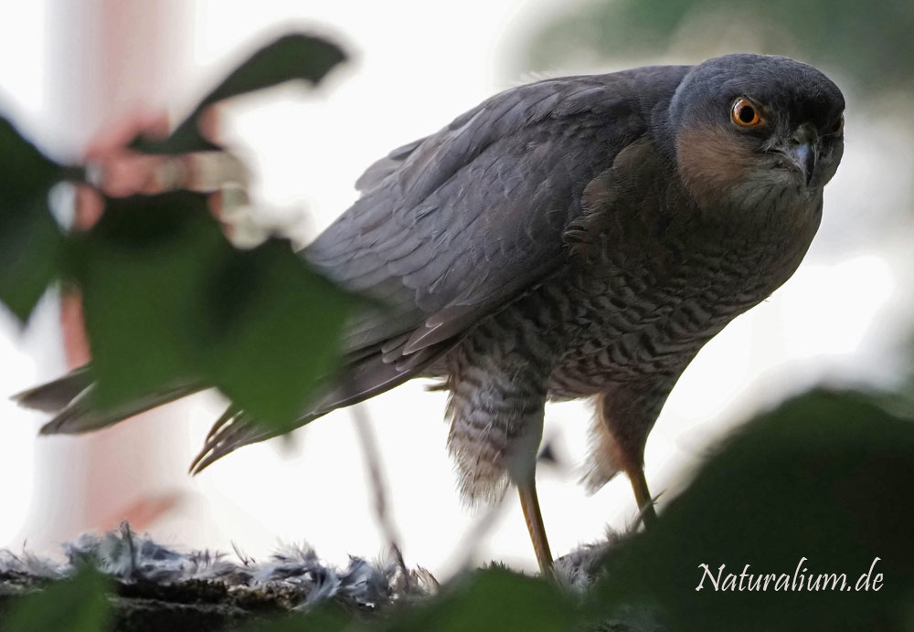 Sperber, Accipiter nisus Sperber, Accipiter nisus