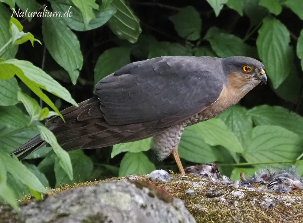 Sperber, Accipiter nisus Sperber, Accipiter nisus