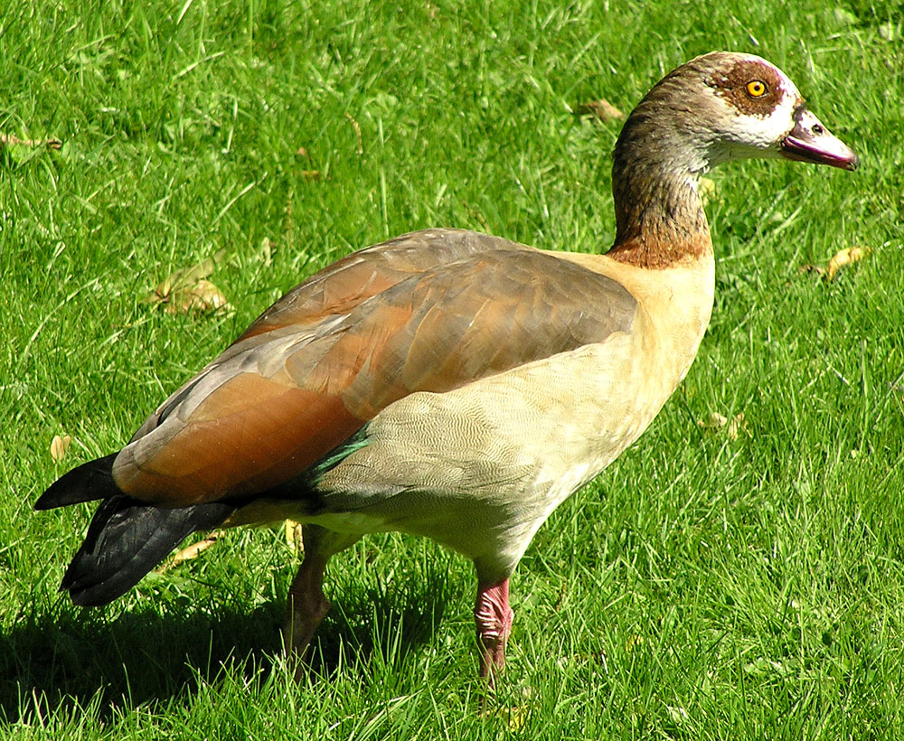 Nilgans, Alopochen aegyptiacus