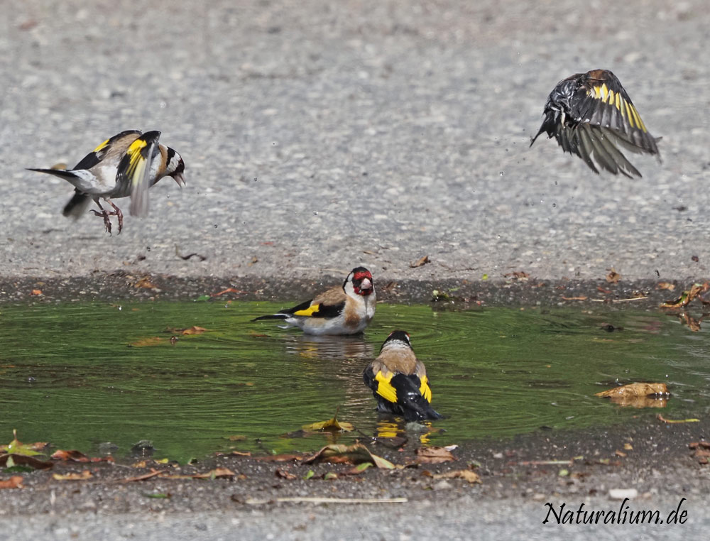 Stieglitz, Carduelis carduelis Stieglitz, Carduelis carduelis