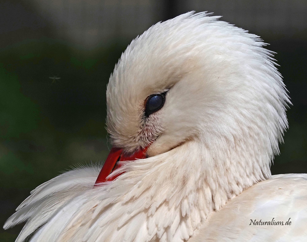 Weißstorch, Ciconia ciconia