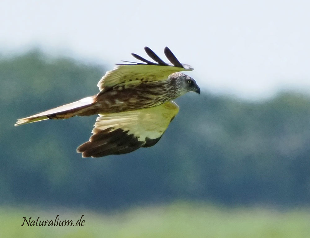 Rohrweihe, Circus aeruginosus Rohrweihe, Circus aeruginosus