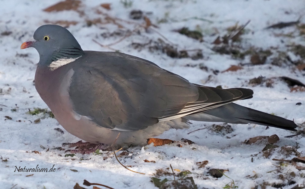 Ringeltaube, Columba palumbus