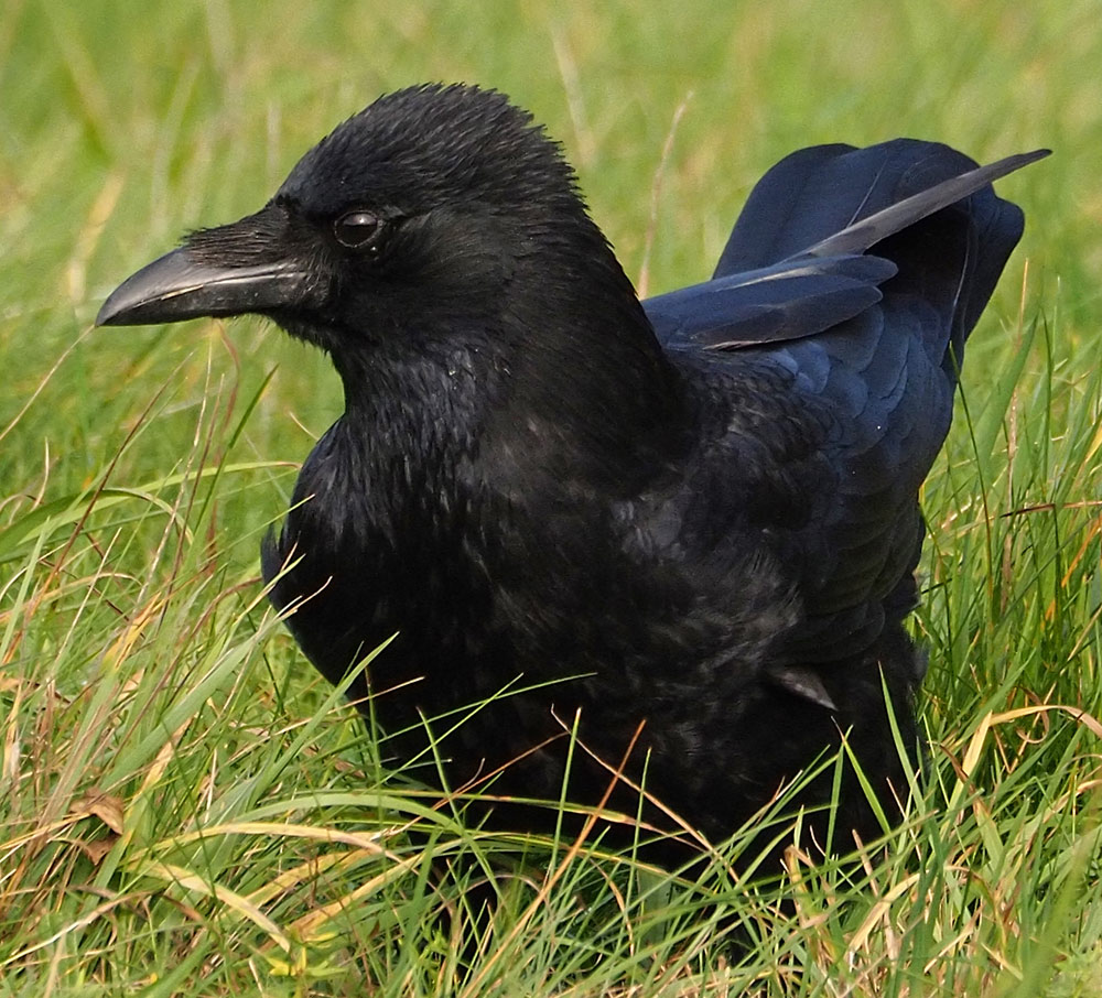 Rabenkrähe, Corvus corone