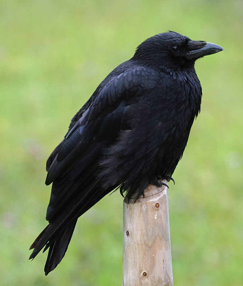 Rabenkrähe, Corvus corone