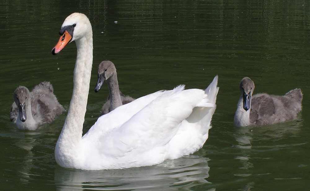 Höckerschwan, Cygnus olor