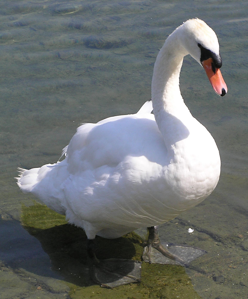 Höckerschwan, Cygnus olor