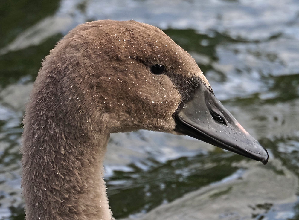Höckerschwan, Cygnus olor Jungtier