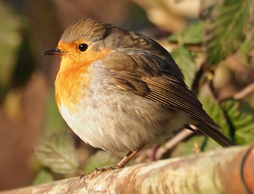 Rotkehlchen, Erithacus rubecula