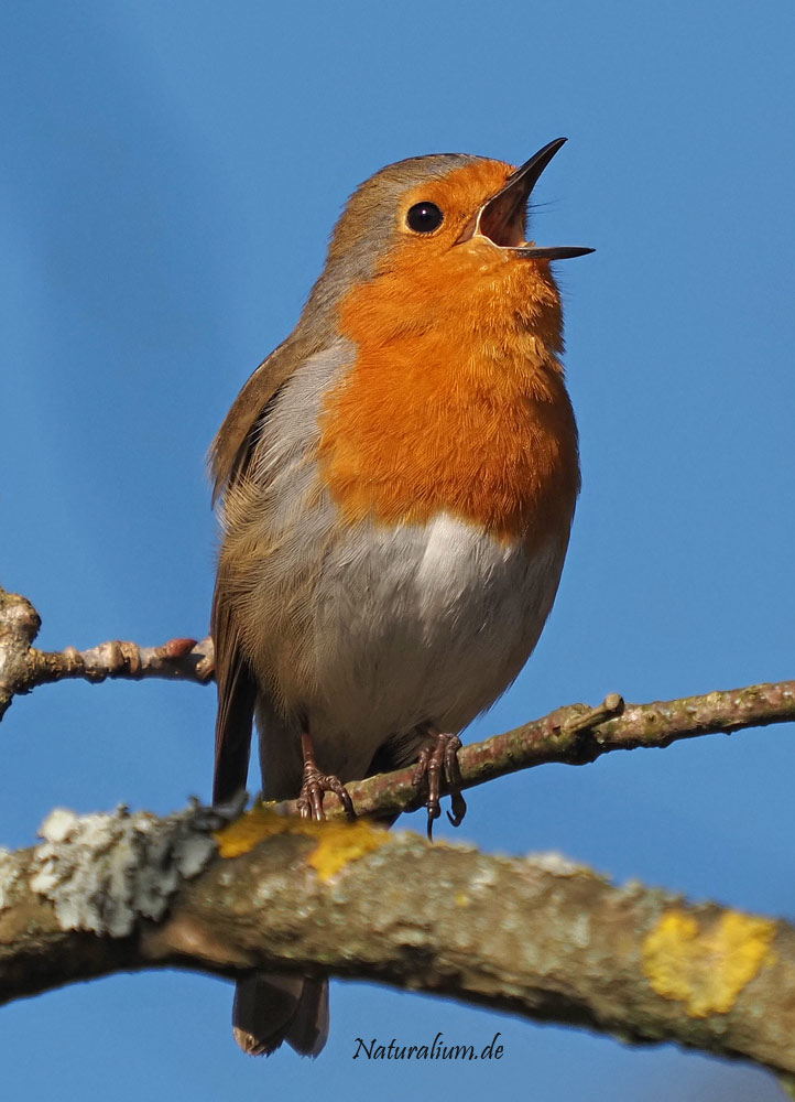 Rotkehlchen, Erithacus rubecula