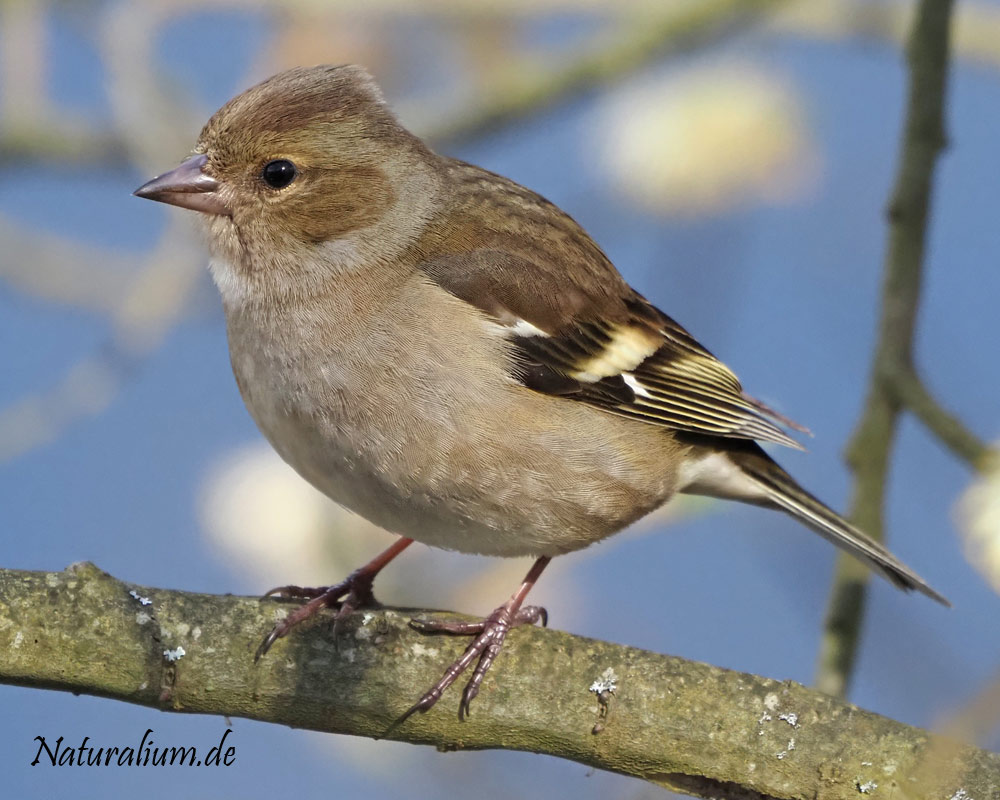 Buchfink, Fringilla coelebs