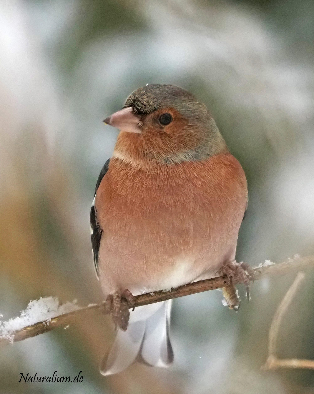 Buchfink, Fringilla coelebs