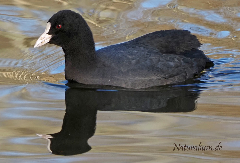 Blesshuhn, Fulica atra