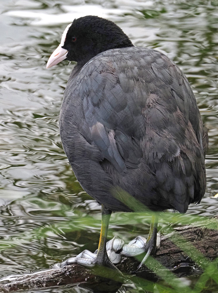 Blesshuhn, Fulica atra