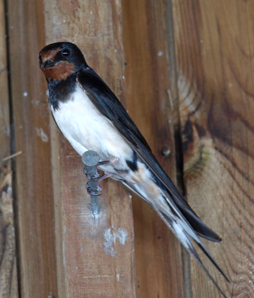 Rauchschwalbe, Hirundo rustica