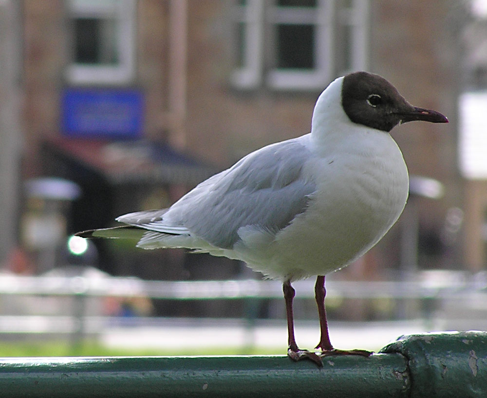 Lachmöwe, Larus ridibundus