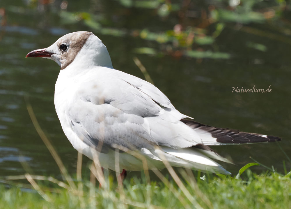 Lachmöwe, Larus ridibundus