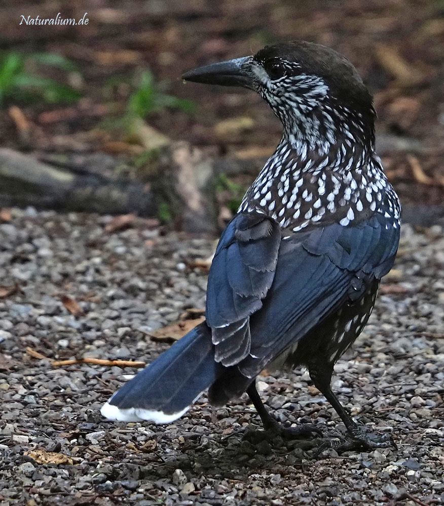 Tannenhäher, Nucifraga caryocatactes