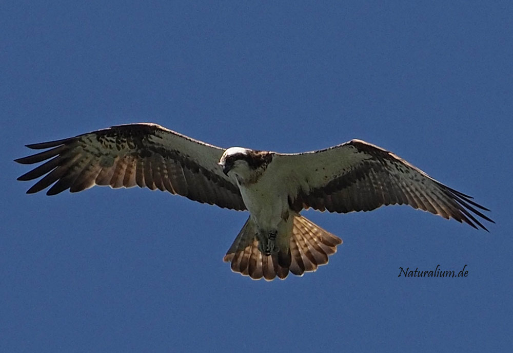 Fischadler, Pandion haliaetus