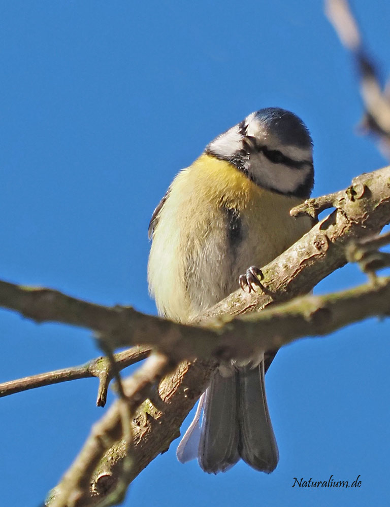 Blaumeise, Parus caeruleus