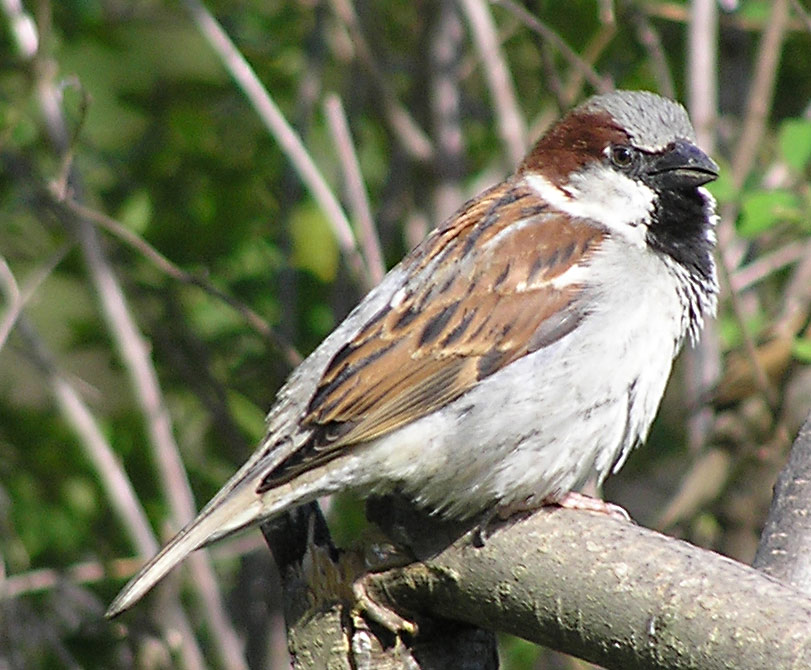 Haussperling, Passer domesticus Männchen