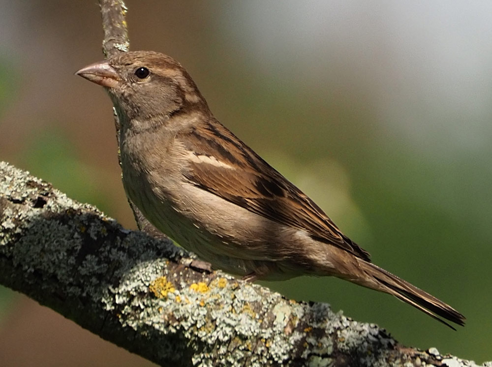 Haussperling, Passer domesticus Weibchen