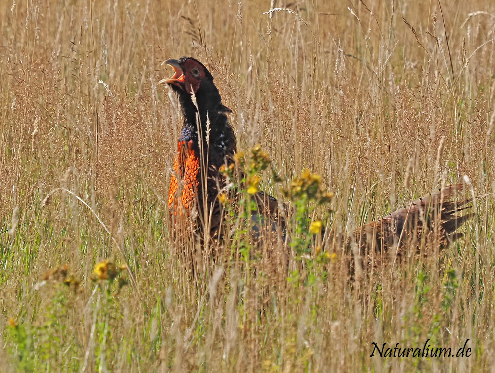 Fasan, Phasianus colchicus Fasan, Phasianus colchicus