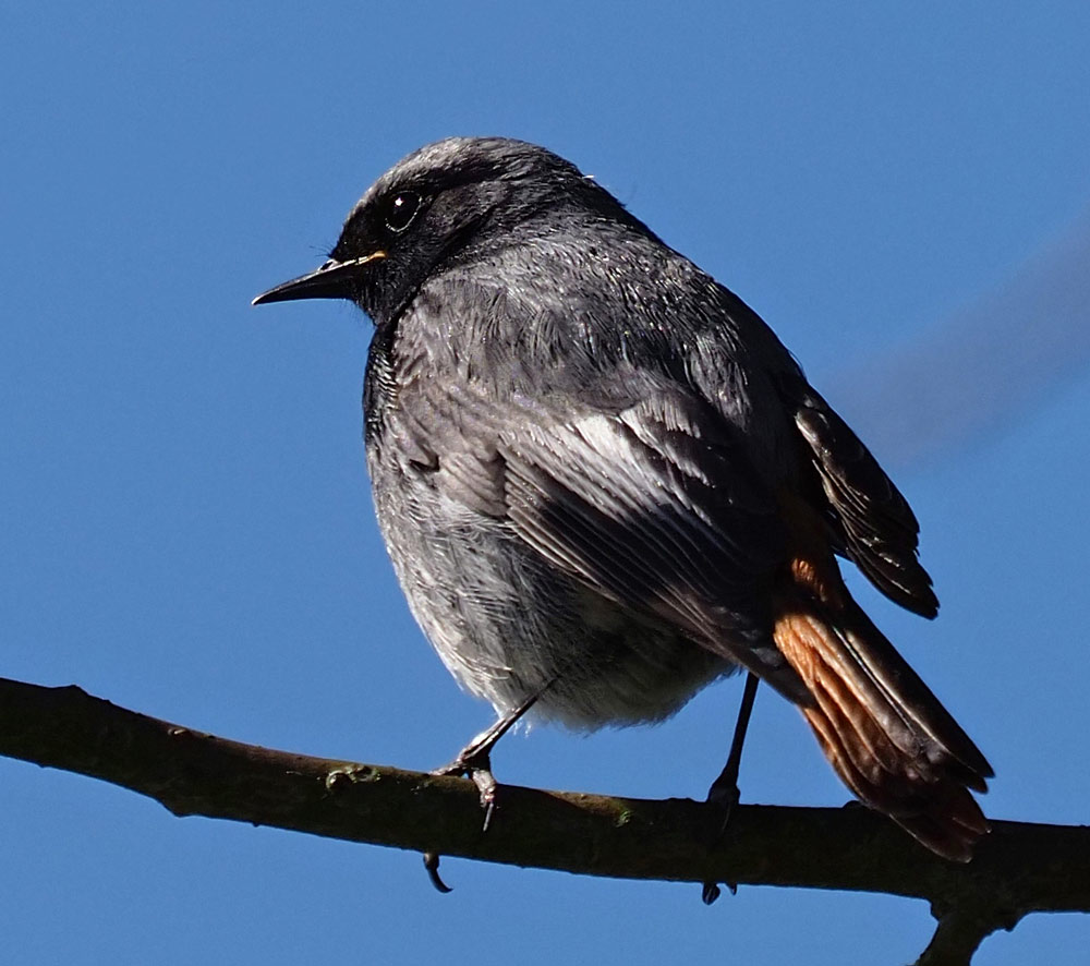 Hausrotschwanz, Phoenicurus ochruros