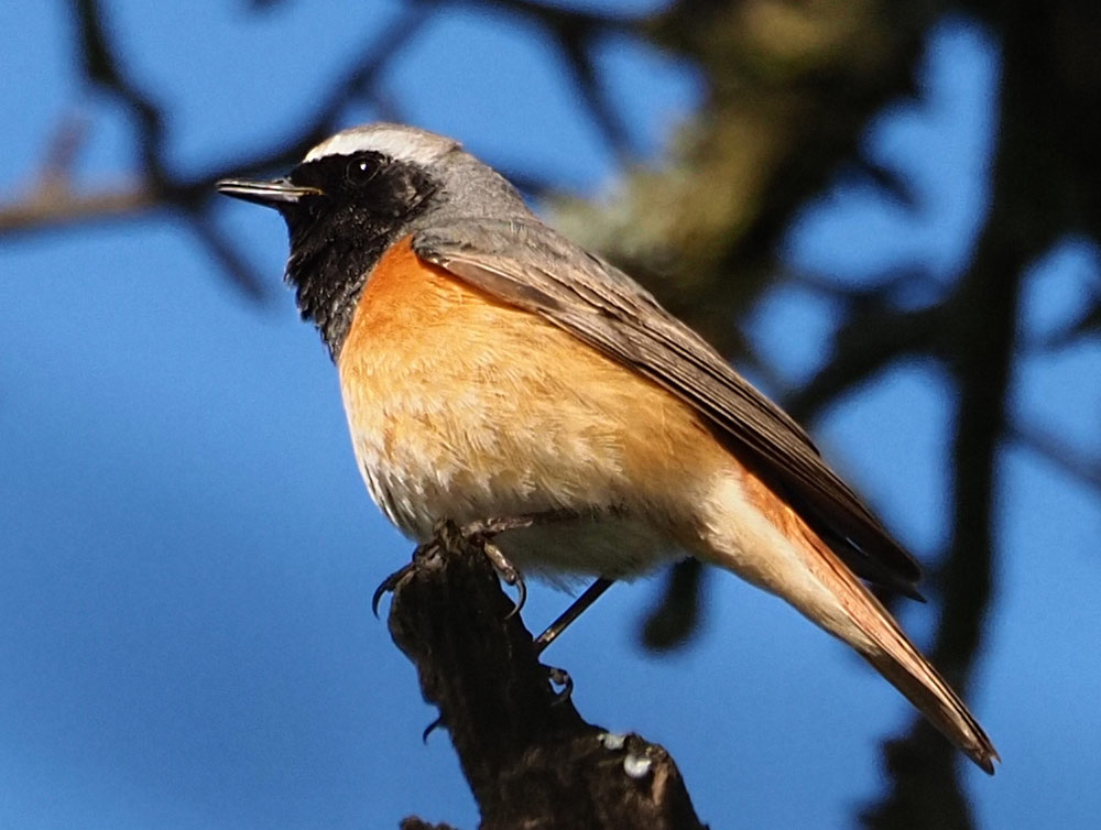 Gartenrotschwanz, Phoenicurus phoenicurus