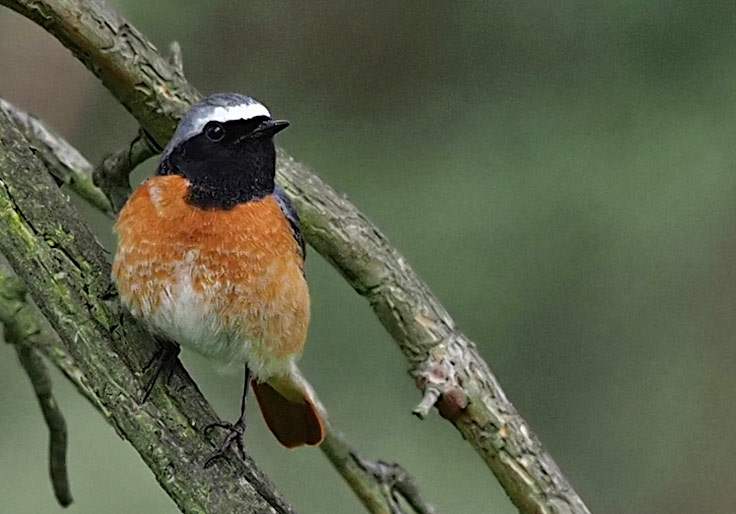 Gartenrotschwanz, Phoenicurus phoenicurus Männchen