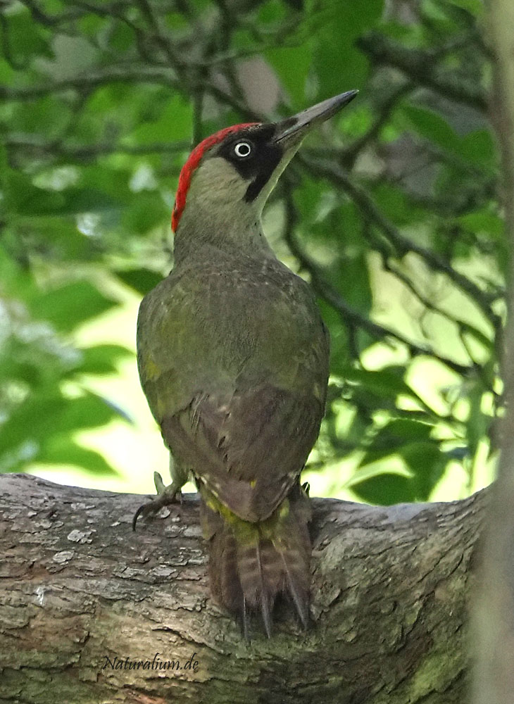 Grünspecht, Picus viridis Grünspecht, Picus viridis