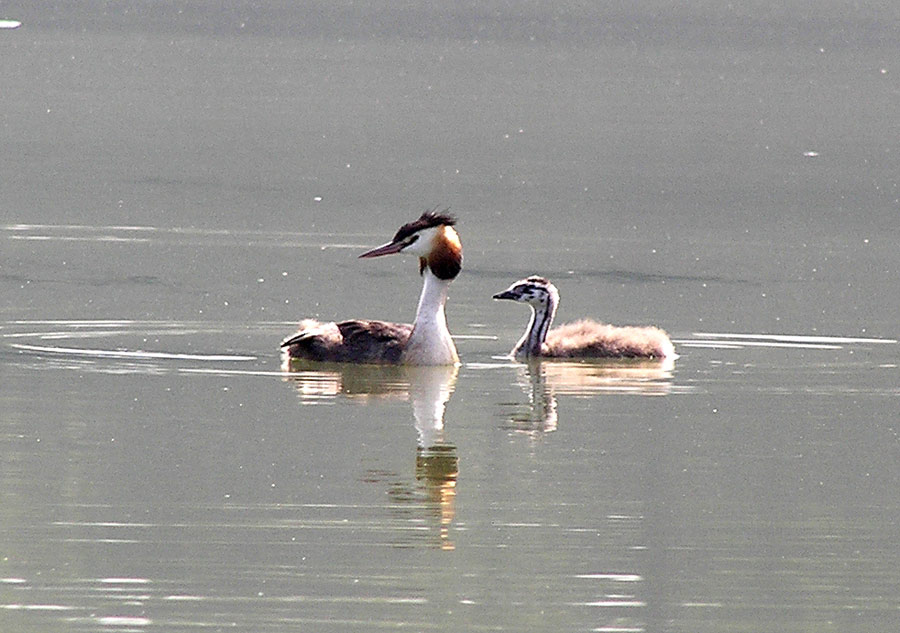 Haubentaucher, Podiceps cristatus