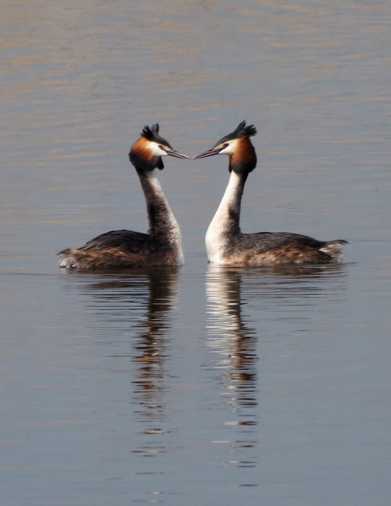 Haubentaucher, Podiceps cristatus Haubentaucher, Podiceps cristatus