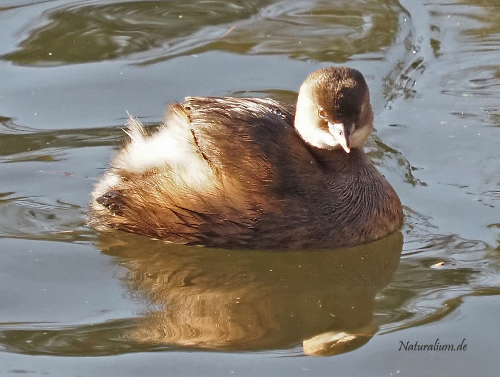 Zwergtaucher, Tachybaptus ruficollis Zwergtaucher, Tachybaptus ruficollis