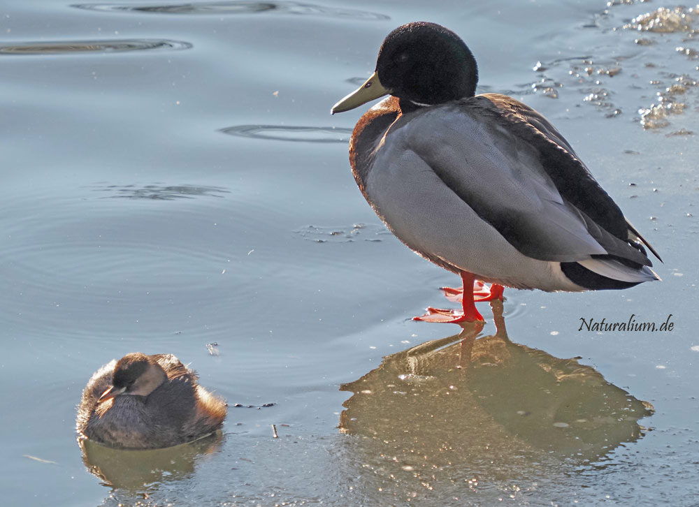 Zwergtaucher, Tachybaptus ruficollis Zwergtaucher, Tachybaptus ruficollis