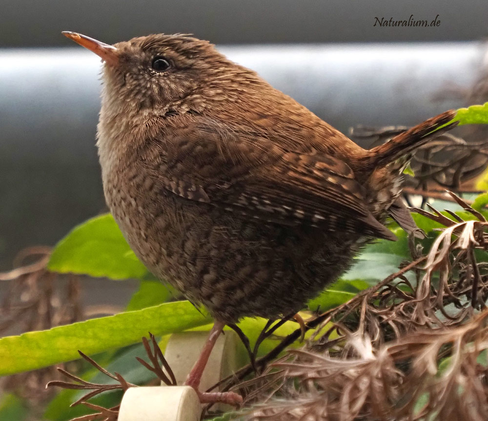 Zaunkönig, Troglodytes troglodytes